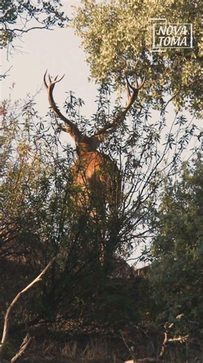 ⚠️ Por más bonito o grande que sea, ningún animal que esté en el viso se debe tirar.
