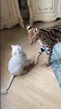 Cheetah And Cat😂👀♥️