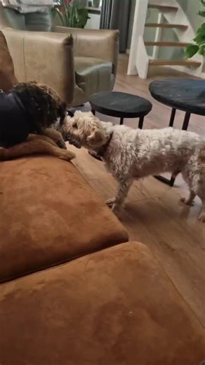 Video's van Greta Holstege (@gretaholstege) met Baby Shark - Pinkfong