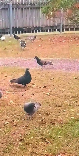 The magpie has landed, pigeons scatter, then go bout their foraging in slow motion