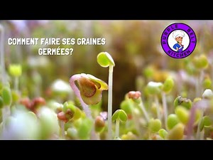 Comment faire ses graines germées?
