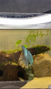 153K views · 1.9K reactions | Na Setup na natin ang Betta Tank ang ganda  | KaDodong Jesmie | Facebook