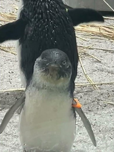 Angry Penguin 🐧