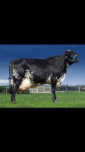 Girolando a new breed from Brazil, I have some semen in my Artificial insemination cylinder. Have already served 48 cows in my area appreciating farmers for the adoption. It's characteristics 1. Longevity 2. Not heavy feeder 3. Resistant to diseases 4. High milk production Ectc | K-F Agro Tech And Agro Service