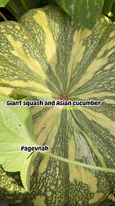 My giant squash for kua taub tsuag!! | NgVnah Page
