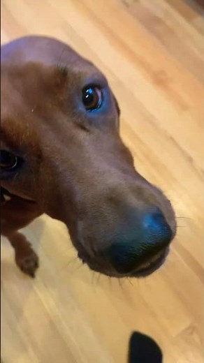 Wonderful sounds of a redbone coonhound yelling at you