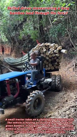 Skilled driver maneuvering a long bamboo load through the forest