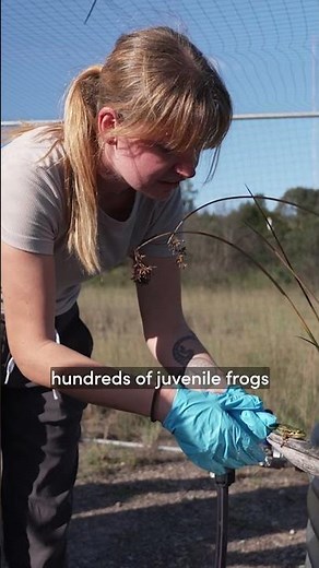 🌏 International Day for Biological Diversity 2026🐸