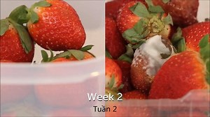 76 reactions · 918 shares | VENTSMART 1,8L 35d/ 6L 64d/ 4,4L 50d/9,9L 72d POUR LEGUMES ET FRUITS VENTSMART حفظ جميع انواع الخضر والغلال المعدنوس مثلا يبقى فرشك اسبوعين على الاقل الفلفل ووالقارص شهرين الخس شهر ضبط الصمام" حسب الفاكهة أو الخضار التي تريد الاحتفاظ بها | Articles cuisine et enfants Dorratina | Facebook