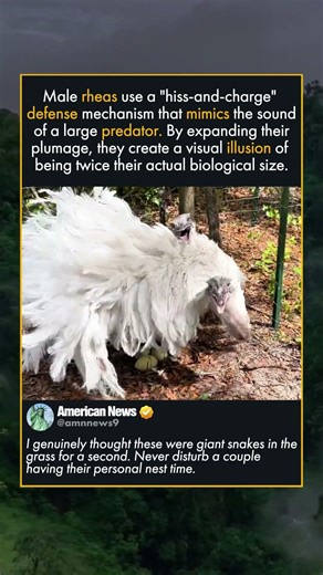 WHY YOU SHOULD NEVER APPROACH RHEAS