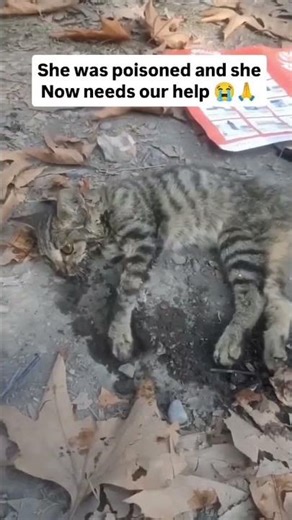 Please help us give him a second chance—he didn’t deserve this, but together,we can change his story