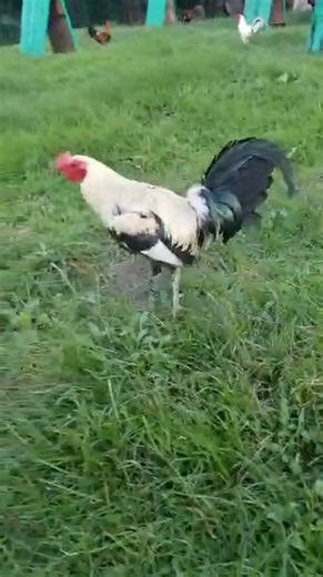 hausman pet rooster | Haus Man