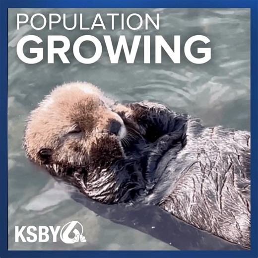 It’s Sea Otter Awareness Week, and in Morro Bay, the marine mammal’s population is larger than ever. According to Sea Otter Savvy, about 70 adult sea otters make their home in Morro Bay. But as the population grows, interactions with humans also increase. Learn more about how to safely view sea otters at the link in comments below. | KSBY