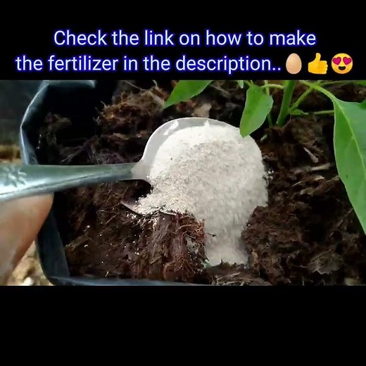 How to process egg shells into fertilizer | fertilizer for any plant