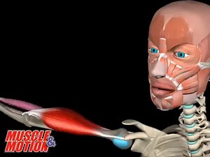 50K views · 298 reactions | Strength Training App 3D Anatomy of the Muscular System . Watch 2000+ unique videos of all muscles in the human muscular system – in 3D. In addition to viewing each muscle separately, it is possible to see the whole model while removing or returning layers. . https://www.muscleandmotion.com/products/strength-training-app/ | Muscle and Motion | Facebook
