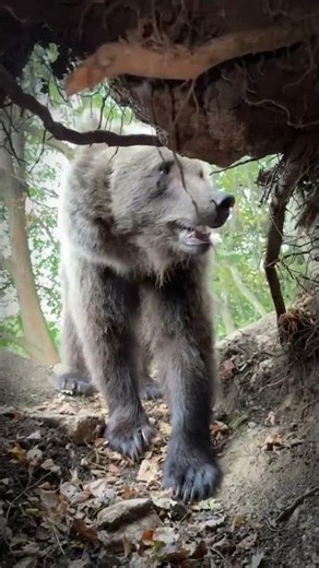 He returned to the bear with a camera and forgot one detail