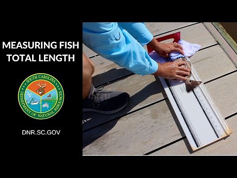 How to Measure a Fish