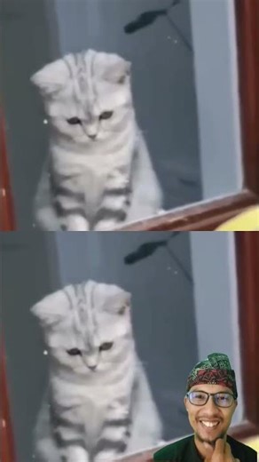 "A charming animal quirk" #funny #cat #cute #lol