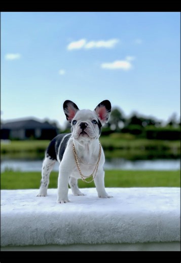 Innovating Koi Frenchies: A Genetic Evolution