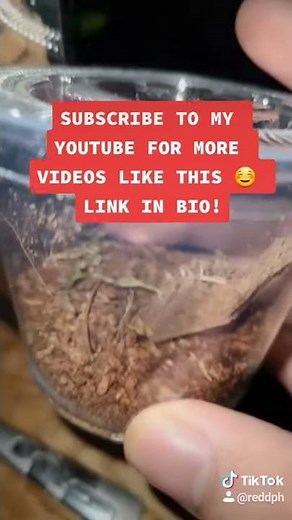 HOW TO BREED [ASSASSIN BUGS] #Shorts