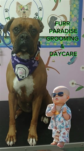 Call us Today 725-301-3097, Professional Pets HairStyles, Bath Pkg including Nail Trimming, Ear Cleaning and External Glands Expressions, for more info Call us at 725-301-3097 or PM us #lasvegas #dogs #cats #GuarderíaDeMascotas #daycare @Juan Jose Montoya Sa @luciavargas135 @Mac-The trainer @Adilen Rivero Charon @Adilen Rivero Charon @Alejandra León @Francis @Flor Herrera @Jose L. @[The Notary Chick❌️] @@ Eva flores 🥰🥰🥰 @🇨🇺 Hija de Dios 🇺🇸 @🌸DebbieO🌸