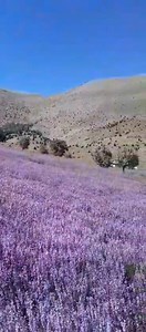 Abdullah papur | Müzik Pınarı