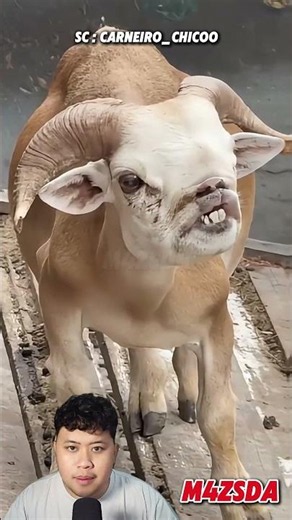 Viral! The Goat With The Most Unique Face In The World! #m4zsda #shortvideos #shorts #reaction