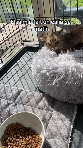 Gestation chat : câlins et repas au soleil !