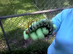 88K views · 890 reactions | Via: ViralHog The Hickory Horned Devil! The largest caterpillar in North America! | Homesteading Self Sufficiency Survival | Facebook