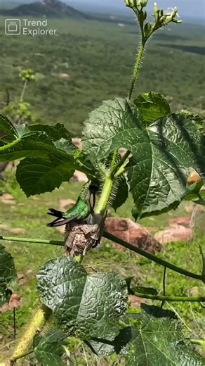 A Hummingbird's Tiny Home: A Close-up View of Nature’s Wonder🐦 । #viral #birds