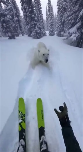 BEAR ATTACK😱 Watch this wild encounter #bear #viral #animals