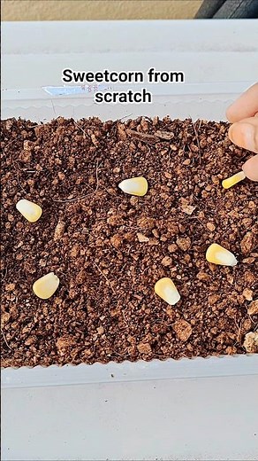 how to grow sweet corn at home