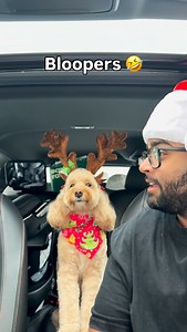 When the system reboots 🤣 #dogs #puppylove #minicockapoo | Luna The Mini Cockapoo