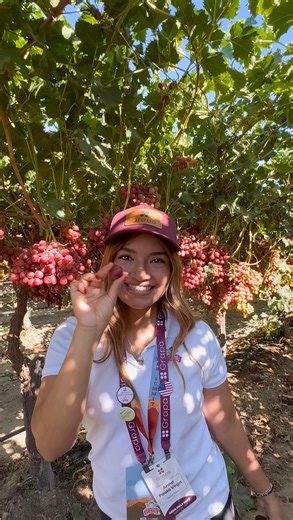 Flavor, fun, and fresh air—our grape fields have it all! 🍇✨ Take a quick stroll with us through the vines, where nature meets joy and every grape tells a story. We love sharing this experience with you, straight from the field to your home! #DivineFlavor #Grapes #BetterFoodForABetterWorld #SustainableFarming | Divine Flavor