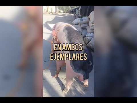 Copula o monta natural en cerdos.