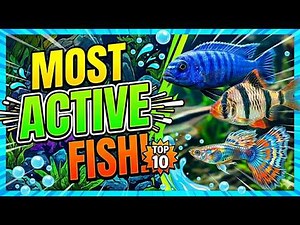 Top 10 Most ACTIVE Fish for Your Aquarium!