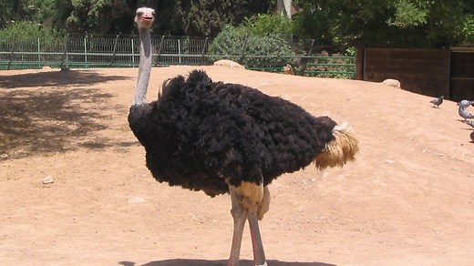 Autruche : taille, description, biotope, habitat, reproduction