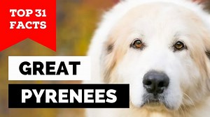 1.1K views · 40 reactions | 31 Great Pyrenees Dog Facts!!!!! Did you...