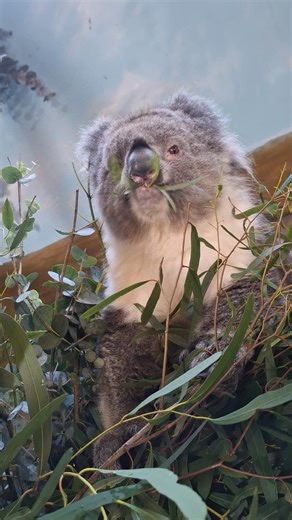 A very happy 10th birthday to the lovely Violet! 🐨🎂🌿 She's no stranger to big celebrations - back in 2022, she became mum to the very first southern koala joey born in Europe. | Longleat