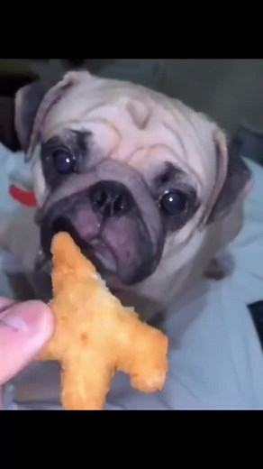 Funny Dogs Gobbling Up Food! 🐶😂