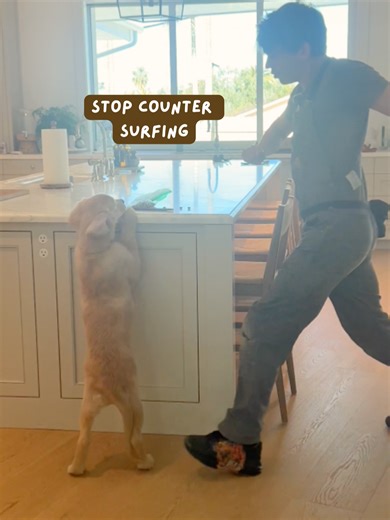 Effective Dog Training Strategies for Counter Surfing