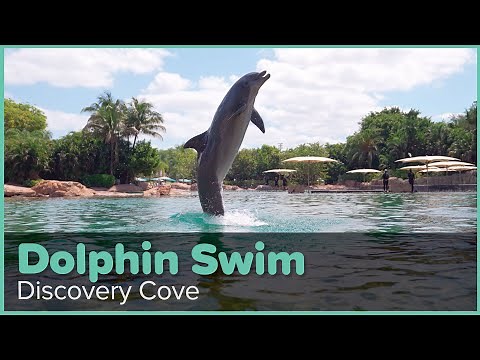 Discovery Cove Dolphin Swim Experience | Discovery Cove Orlando