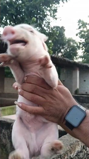 Pig's baby funny crying video 🤣🤣
