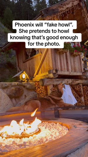 Hilarious Wolfdog Moments That Will Make You Laugh