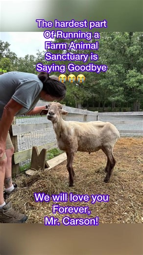 In Loving Memory of Mr. Carson the Sheep