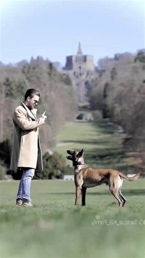 Amazing K9 Dog Training Tips for Every Dog Owner