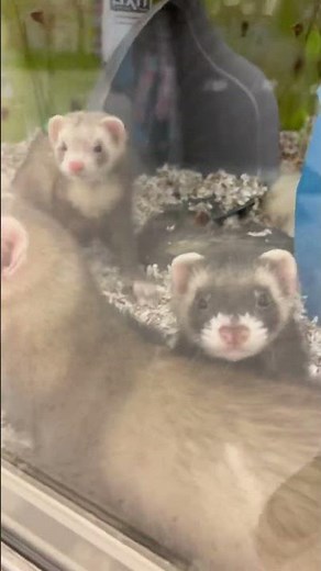 ￼ ferrets at Petco