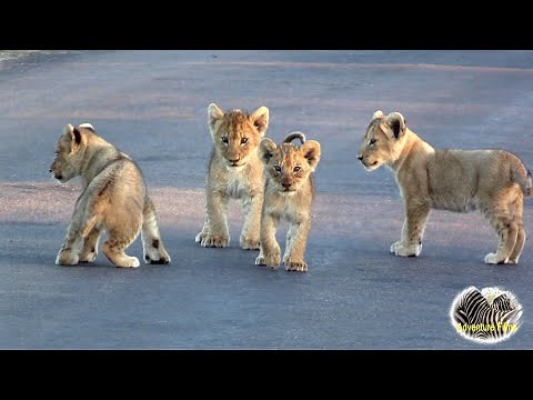 Cute Baby Lion Cubs Playing In The Road