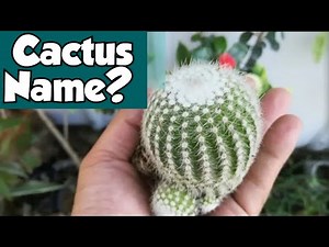 Cactus Names With Pictures #cactus #gardening