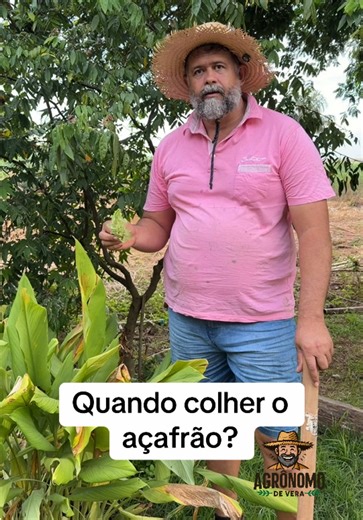 A hora certa de colher o açafrão é quando as folhas estiverem secas, nessa hora as raizes já estão formadas e prontas para serem consumidas. Vem comigo. #agro #campo #interior #roça